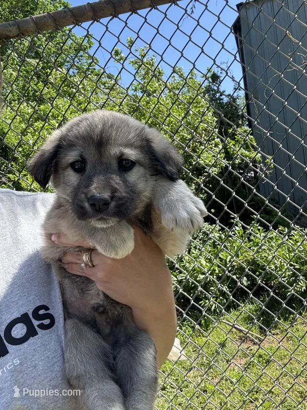 Ralph – Labrador Retriever, English Mastiff puppy for sale in Springfield, MO