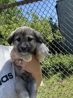 Ralph, a male Labrador Retriever and English Mastiff for sale in Springfield, MO – 3 of 5