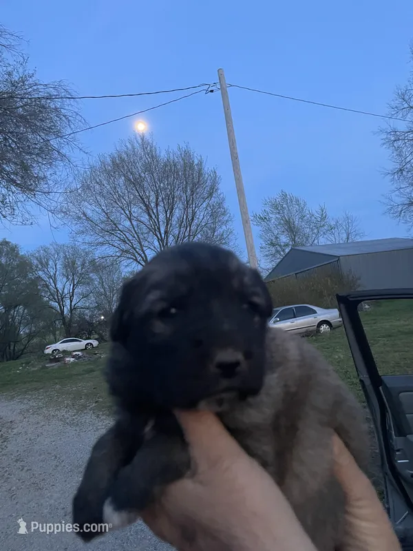 Ralph – Labrador Retriever, English Mastiff puppy for sale in Springfield, MO