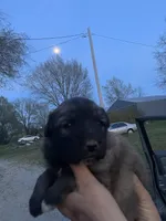 Ralph, a male Labrador Retriever and English Mastiff for sale in Springfield, MO – 5 of 5