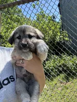 Ralph, a male Labrador Retriever and English Mastiff for sale in Springfield, MO – 2 of 5