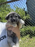 Ralph, a male Labrador Retriever and English Mastiff for sale in Springfield, MO – 4 of 5