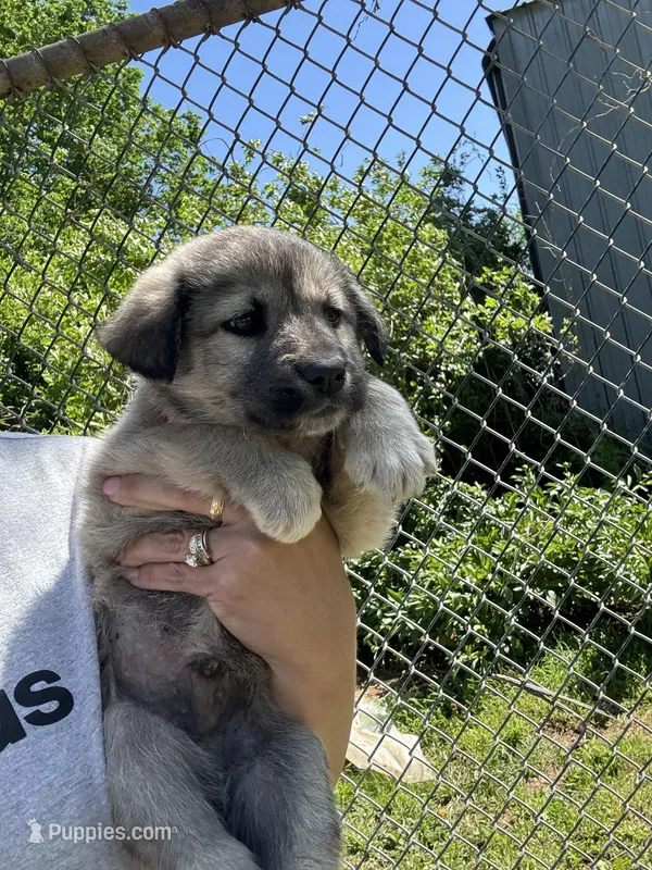 Ralph – Labrador Retriever, English Mastiff puppy for sale in Springfield, MO