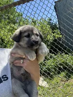 Ralph, a male Labrador Retriever and English Mastiff for sale in Springfield, MO – 1 of 5