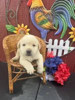 Frankie , a male Labrador Retriever for sale in Springfield, MO – 5 of 6