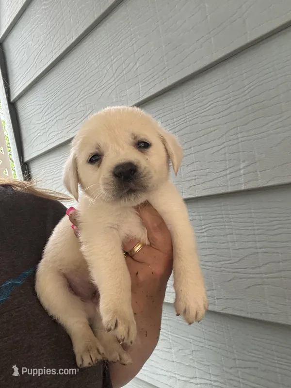 River – Labrador Retriever puppy for sale in Springfield, MO