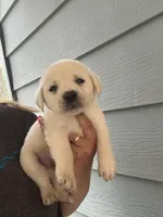 River, a male Labrador Retriever for sale in Springfield, MO – Photo 1 of 4