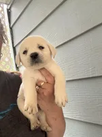River, a male Labrador Retriever for sale in Springfield, MO – Photo 2 of 4