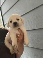 River, a male Labrador Retriever for sale in Springfield, MO – Photo 4 of 4