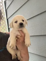 River, a male Labrador Retriever for sale in Springfield, MO – Photo 3 of 4