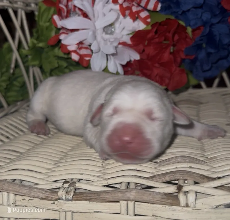 Mia – Labrador Retriever puppy for sale in Springfield, MO