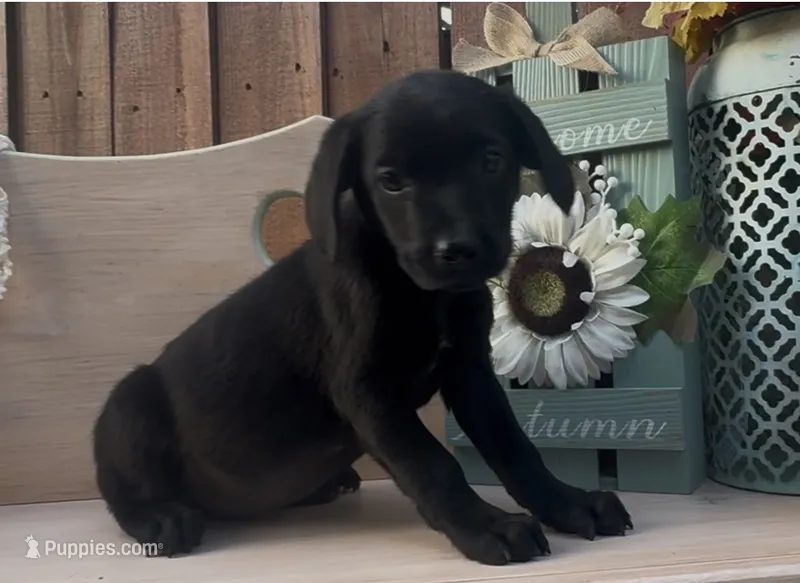 Millie – Chow Chow, Labrador Retriever puppy for sale in Springfield, MO
