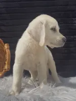 Sissy, a female Labrador Retriever for sale in Springfield, MO – 7 of 8
