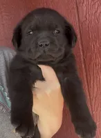 Star Light, a female Labrador Retriever for sale in Springfield, MO – Photo 3 of 3