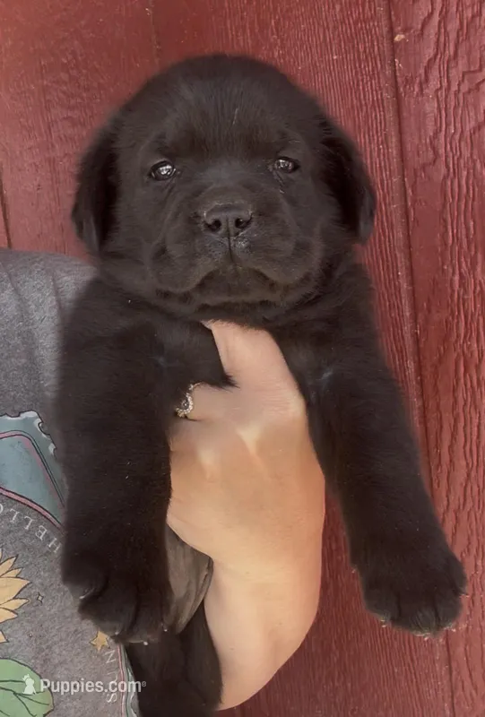 Star Light – Labrador Retriever puppy for sale in Springfield, MO