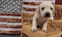 Aspen, a female Chow Chow and Labrador Retriever for sale in Springfield, MO – 2 of 2