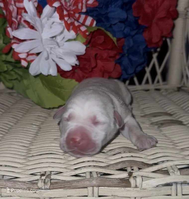 Pepper – Labrador Retriever puppy for sale in Springfield, MO
