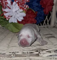 Pepper, a female Labrador Retriever for sale in Springfield, MO – 1 of 3
