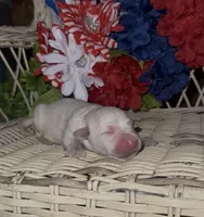 Jack, a male Labrador Retriever for sale in Springfield, MO – 5 of 5