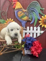 Gorge , a male Labrador Retriever for sale in Springfield, MO – 3 of 8