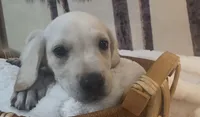 Izzy, a female Labrador Retriever for sale in Springfield, MO – 2 of 7