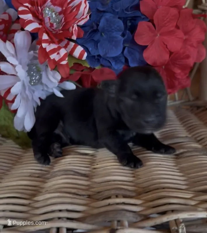 Rusty – Labrador Retriever puppy for sale in Springfield, MO