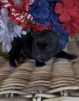 Rusty, a male Labrador Retriever for sale in Springfield, MO – 2 of 5