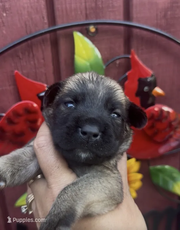 Wilma – Chow Chow, Labrador Retriever puppy for sale in Springfield, MO