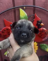 Wilma, a female Chow Chow and Labrador Retriever for sale in Springfield, MO – 2 of 10
