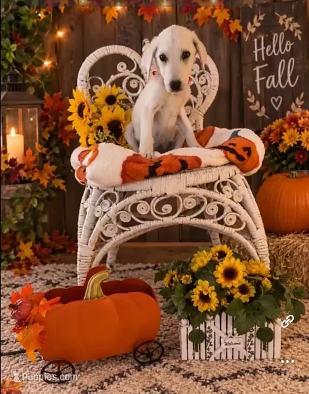 Natasha – Labrador Retriever puppy for sale in Springfield, MO