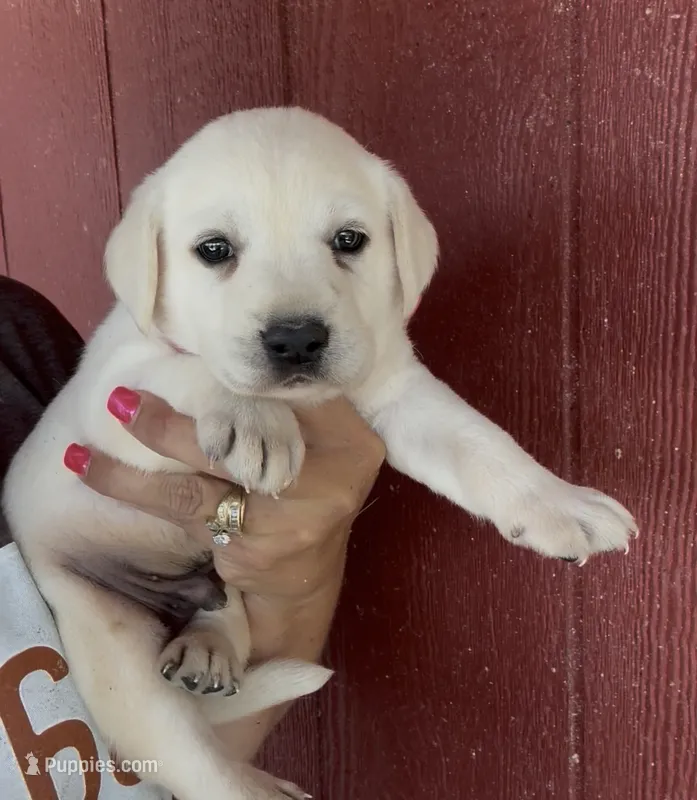 Birch – Labrador Retriever puppy for sale in Springfield, MO