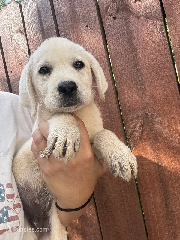 Little Bit  – Labrador Retriever puppy for sale in Springfield, MO