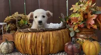 Jolly, a female Labrador Retriever for sale in Springfield, MO – 3 of 5