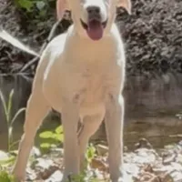 Jack ACA REG , a male Labrador Retriever for sale in Springfield, MO – Photo 3 of 4