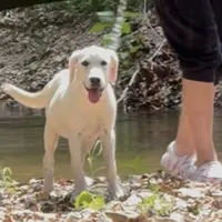 Jack ACA REG , a male Labrador Retriever for sale in Springfield, MO – Photo 2 of 4
