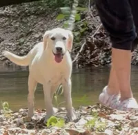 Jack, a male Labrador Retriever for sale in Springfield, MO – Photo 2 of 4