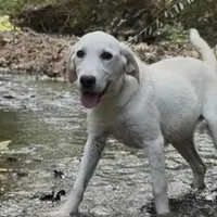 Jack ACA REG , a male Labrador Retriever for sale in Springfield, MO – Photo 1 of 4