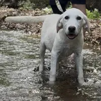 Jack ACA REG , a male Labrador Retriever for sale in Springfield, MO – Photo 4 of 4