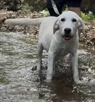 Jack, a male Labrador Retriever for sale in Springfield, MO – Photo 4 of 4