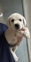 Bentley, a male Labrador Retriever for sale in Springfield, MO – 3 of 3
