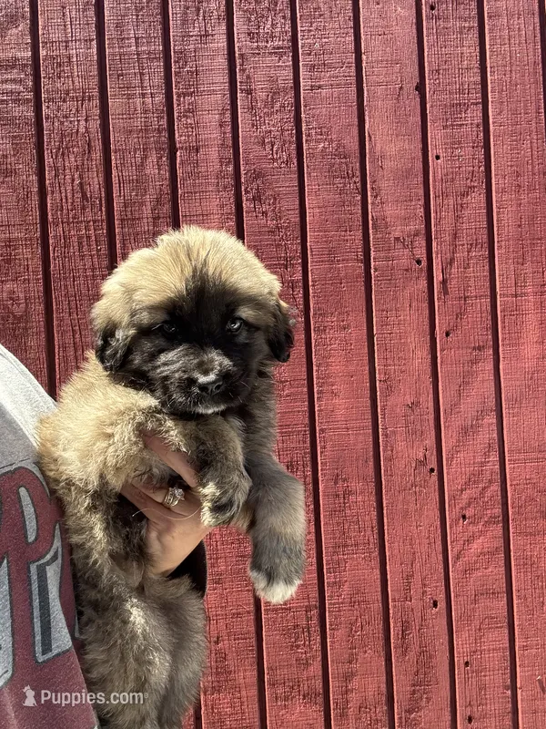 Sally – Labrador Retriever, English Mastiff puppy for sale in Springfield, MO