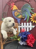Baby, a female Labrador Retriever for sale in Springfield, MO – 9 of 9