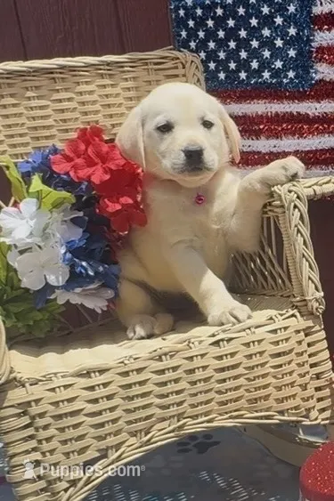 Baby – Labrador Retriever puppy for sale in Springfield, MO
