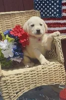 Baby, a female Labrador Retriever for sale in Springfield, MO – 1 of 10