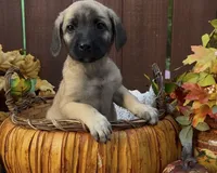 Wilma, a female Labrador Retriever and English Mastiff for sale in Springfield, MO – 4 of 10