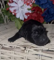 Sheriff , a male Labrador Retriever for sale in Springfield, MO – 3 of 4