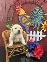 Mack , a male Labrador Retriever for sale in Springfield, MO – 5 of 5