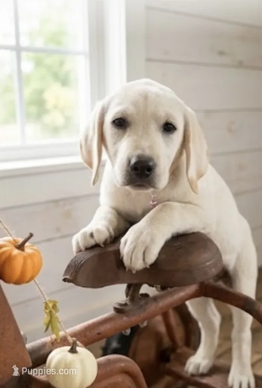 Izzy – Labrador Retriever puppy for sale in Springfield, MO