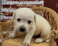 Birch, a male Chow Chow and Labrador Retriever for sale in Springfield, MO – 3 of 5