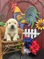 Frankie , a male Labrador Retriever for sale in Springfield, MO – 3 of 6